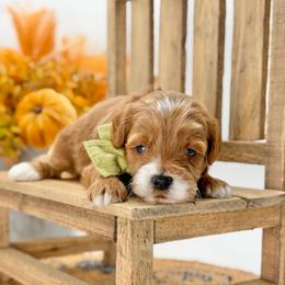 Hank - Red  male Goldendoodle puppy in Queen Creek, Arizona from Goldendoodle AZ