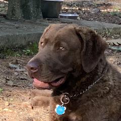 Duce - Chesapeake Bay Retriever