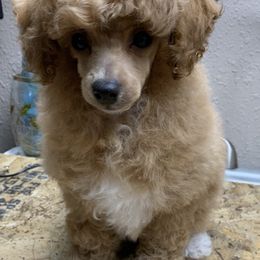 Cockapoo and Poodle Puppies from Top Shelf Toy Dogs