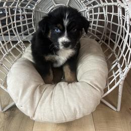 Australian Shepherd Puppies from Carmel Mountain Aussies