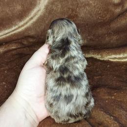 PENNE - Dapple female Dachshund puppy in Swink, Oklahoma from Palali Farm