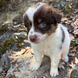 Cash - Red tri-color male Australian Shepherd puppy in Grants Pass, Oregon from Carmel Mountain Aussies