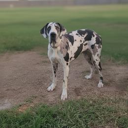 Callie - Great Dane