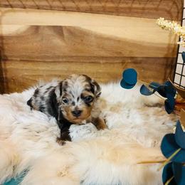 Daisy - Blue merle female Aussiedoodle puppy in Ririe, Idaho from Diamond H Puppies