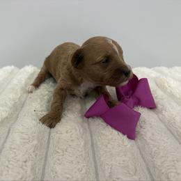 Purple collar - Red  female Goldendoodle puppy in Calico Rock, Arkansas from Cottrell’s Poodles & Doodles