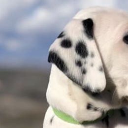 Dalmatians from Home Grown Dalmatians