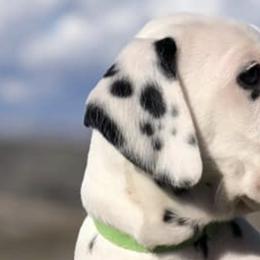Dalmatians from Home Grown Dalmatians
