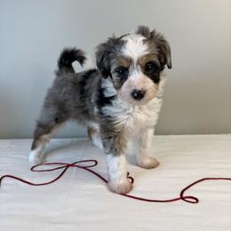 Elsa - Blue merle female Aussiedoodle puppy in Adams, Nebraska from Boxcar Doodles and Poodles