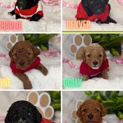 Aussiedoodle puppies from Iron Doodles