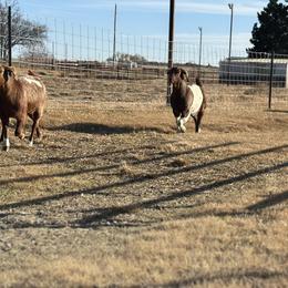 Border Collies from South Wind Stockdogs