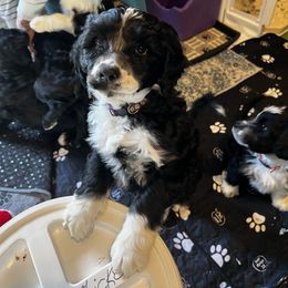 Akita and Portuguese Water Dog Puppies from Cades Akitas