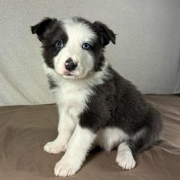 Mickey- blue-white with blue eyes - Blue male Border Collie puppy in Chattanooga, Tennessee from Ross Vegas Kennels