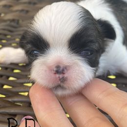 Shih Tzu Puppies from Willow Lane Shih Tzus