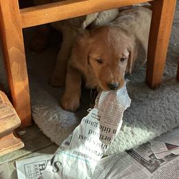 Girl 1 - Dark golden female Golden Retriever puppy in Groton, New York from Thornfield Farm Goldens