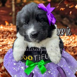 Gertie - White and black female Newfoundland puppy in Cambridge, Ohio from Sweet Creek Pups