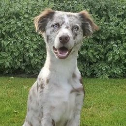 Ember - Aussiedoodle