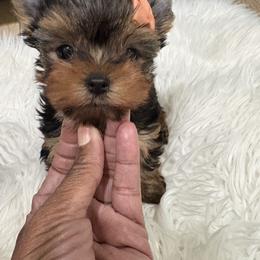 Summer - Black and tan female Yorkshire Terrier puppy in Tempe, Arizona from Kissable baby face yorkies