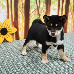 Ellen - Black and tan female Shiba Inu puppy in Arcola, Illinois from Highline Puppies
