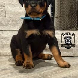 Turquoise - Black and mahogany female Rottweiler puppy in Lindale, Texas from Von MK Rottweilers