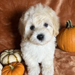 Chai - Cream male Maltipoo puppy in Bronson, Florida from Tabler Family Puppies