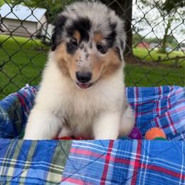Topaz - Blue merle white and tan male Collie puppy in Carencro, Louisiana from Cajun Bayou's Collies LLC
