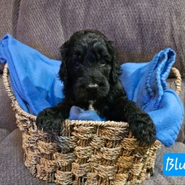 Blue - Black male Goldendoodle puppy in Stevens Point, Wisconsin from Dogs of Dewey Acres