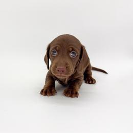 Java - Chocolate male Dachshund puppy in Waddell, Arizona from Neu Doxies