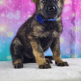 German Shepherd Puppies from Raven Oak's Shepherds