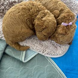 Pink - Red  female Poodle puppy in Northridge, California from Angel’s Goldendoodle Pups