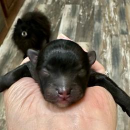 Black boy with white mismarks 5oz 1day old - Black male Pomeranian puppy in Madison, Ohio from PawSitive Therapy Pomeranians