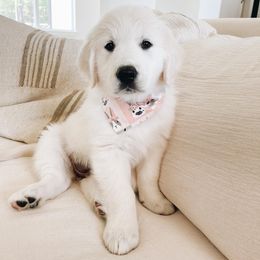 Golden Retriever Puppies from Claiborne Golden