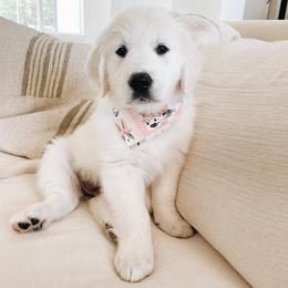 Golden Retriever Puppies from Claiborne Golden
