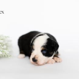 Tex - Black tri male Miniature Australian Shepherd puppy in Wooster, Ohio from Kari's Mini Aussies
