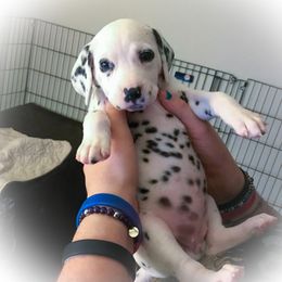 Dalmatian Puppies from Westview Dalmatians