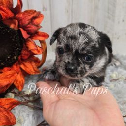Chipotle - Merle male Chihuahua puppy in Bowdon, Georgia from Paschal's Pups