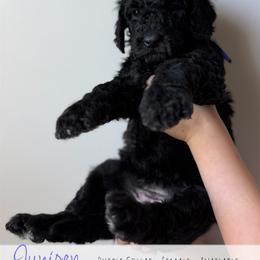 Purple girl - Black female Goldendoodle puppy in Carthage, Tennessee from Willows Doodles