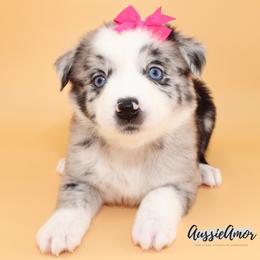 Bi Blue Merle 3 2 blue eyes - Blue merle female Miniature Australian Shepherd puppy in Pinehurst, Texas from Aussie Amor
