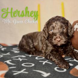 Hershey - Chocolate male Australian Labradoodle puppy in Richmond, Kentucky from Happy Time Doodles