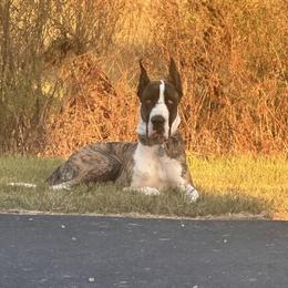 Morrigan - Great Dane