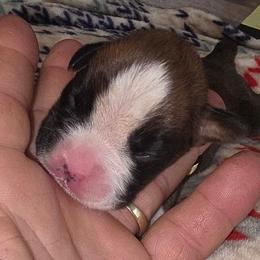 Yellow girl - Fawn female Boxer puppy in Titusville, Florida from Saskobox
