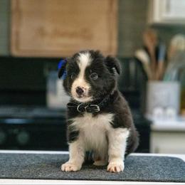 Confetti (Green) - Tri-color male Border Collie puppy in Lodi, California from R3 Sport Dogs (Rafter 3 Ranch)