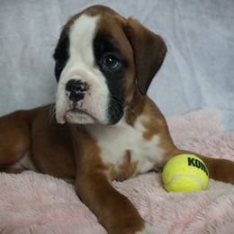 Boxer Puppies from Big Mac Boxers