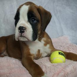 Boxer Puppies from Big Mac Boxers