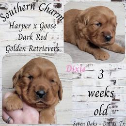 Dixie (Pink Collar) - Dark golden female Golden Retriever puppy in Scurry, Texas from 07 Seven Oaks Goldens and Doodles