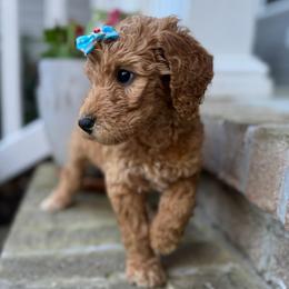 Beacon - Red  female Goldendoodle puppy in Camden, North Carolina from Oopsie Doodles of NC