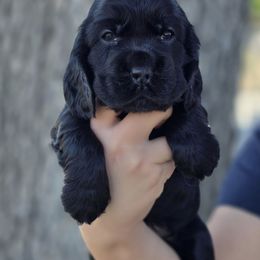 Blue Boy - Black male English Cocker Spaniel puppy in Yucaipa, California from The Elite ECS