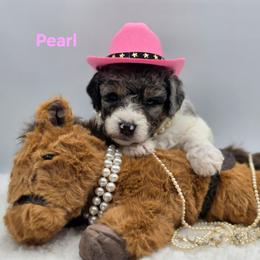 Pearl - Blue merle female Bernedoodle puppy in Summerville, South Carolina from Channys Doodles