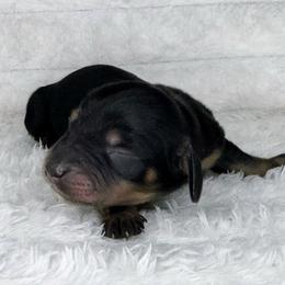 Indigo - Black and cream male Dachshund puppy in Lakeland, Florida from Buckwild Doxies