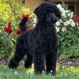 Thor - Blue male Poodle puppy in Rocklin, California from Brienwood Poodles