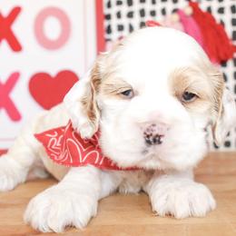 Mickey - Red roan male Cocker Spaniel puppy in Rattan, Oklahoma from Double M Cocker Spaniels